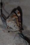 Xanthorhoe spadicearia