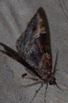Xanthorhoe spadicearia