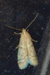 Ephestia