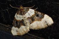 Cosmorhoe ocellata