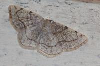 Stegania trimaculata