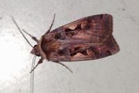 Xestia c-nigrum