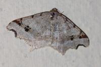 Macaria alternata