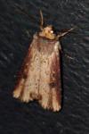 Axylia putris