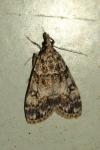 Eudonia lacustrata