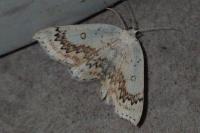 Cyclophora annularia