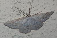 Perconia strigillaria