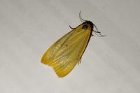 Cybosia mesomella