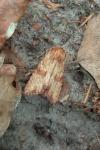 Apamea sublustris