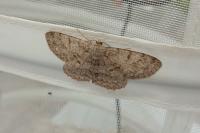 Hypomecis punctinalis