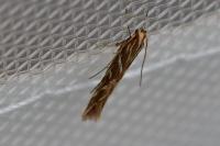 Pyroderces argyrogrammos