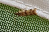 Homoeosoma sinuella