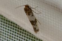 Enolmis acanthella
