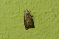 Aphomia sociella
