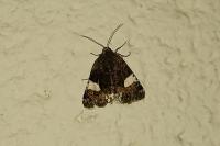Tyta luctuosa