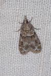 Eudonia mercurella