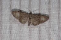 Eupithecia dodoneata