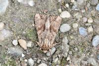 Apamea monoglypha monoglypha