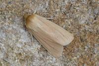 Mythimna pallens