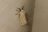Spilosoma lubricipeda