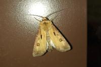 Agrotis exclamationis exclamationis