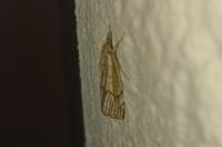 Chrysocrambus linetella