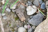 Agrotis exclamationis exclamationis
