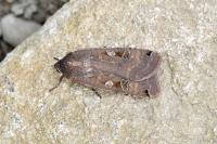 Noctua pronuba