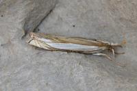 Crambus pascuella