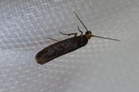 Cephimallota crassiflavella