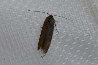 Scythris