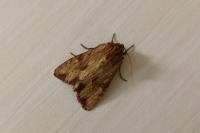 Apamea lithoxylaea