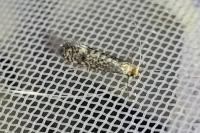 Nematopogon robertella