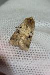 Diarsia mendica