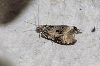 Celypha lacunana