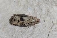 Dichelia histrionana