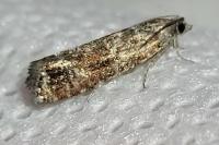Rhyacionia