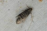 Nematopogon robertella