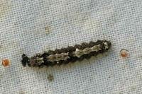 Katha depressa