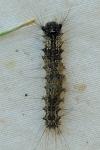 Lymantria monacha