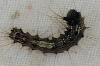Lymantria monacha