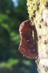 Dendrolimus pini pini