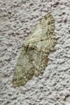 Hypomecis punctinalis