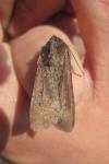 Peridroma saucia
