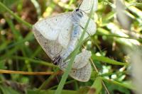 Scopula immutata