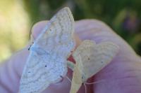 Scopula immutata