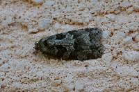 Cnephasia