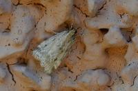 Eudonia pallida