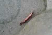 Plutella xylostella