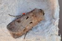 Agrotis exclamationis exclamationis